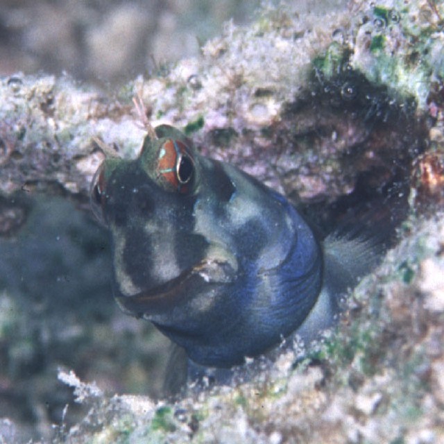 Blenniella bilitonensis